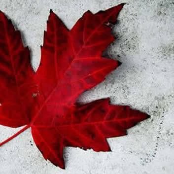 The image features a red maple leaf resting on a concrete surface, with the background being white. There are no other objects or texts present in the image. The focus of the image seems to be on the leaf itself, as if it were the main subject. This could potentially lead viewers to wonder about the significance of the leaf and its connection to the post that reads "Do Only Good Everyday."