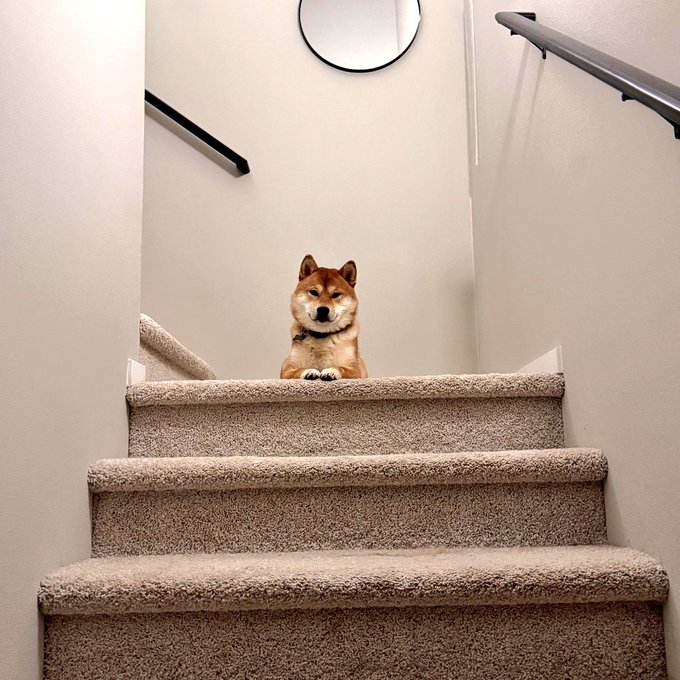 The image features a brown dog sitting at the top of a set of stairs, looking down towards the camera with its tongue hanging out. There are two black railings visible above the stairs, adding an interesting contrast to the scene. The caption "Doge is watching" suggests that someone has taken this photo for social media or to share with friends and family.