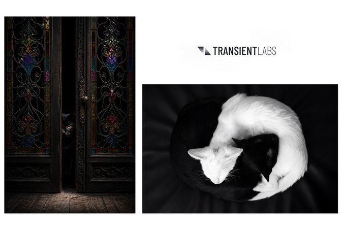 A promotional graphic for TRANSIENT LABS featuring two images: an ornate stained-glass door with a black cat peeking through, and a black-and-white photo of two cats curled together in a yin-yang pose.
