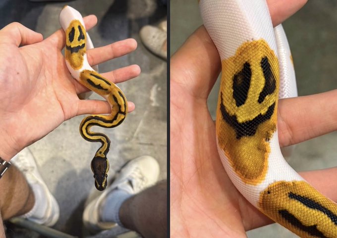 Two photos of a ball python snake with yellow and black markings, being held in a person's hand; the markings on its head resemble a smiley face.