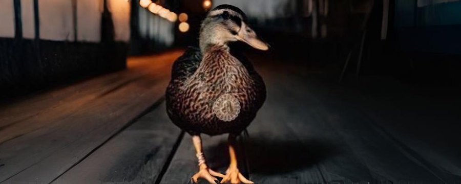 The image features a duck standing on a wooden floor, facing towards the right side of the frame. The background appears to be dark, with lights shining from behind the duck, creating an interesting contrast between light and shadow. There are no texts or other objects in the image, and the focus is solely on the duck and its surroundings.