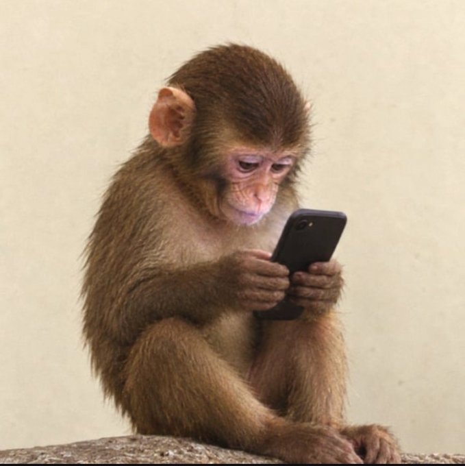 A young monkey sits intently focused on a smartphone, mirroring the impatient anticipation of someone checking for updates. The image humorously captures the eager, almost primal eagerness of waiting for news, fitting the post asking "Wen Coinbase listing?"