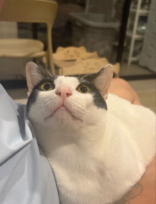 A black and white cat with striking yellow eyes gazes upward while being held, perfectly embodying the "GMeow" caption with its wide-eyed, alert expression that mirrors the stock market's characteristic "GM" (good morning) energy. The cat's curious stare and perky ears capture the playful feline twist on the financial greeting.