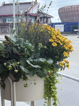A planter on a stand filled with green leafy plants and yellow flowers sits on a wooden deck, with what appears to be a stadium visible in the background.