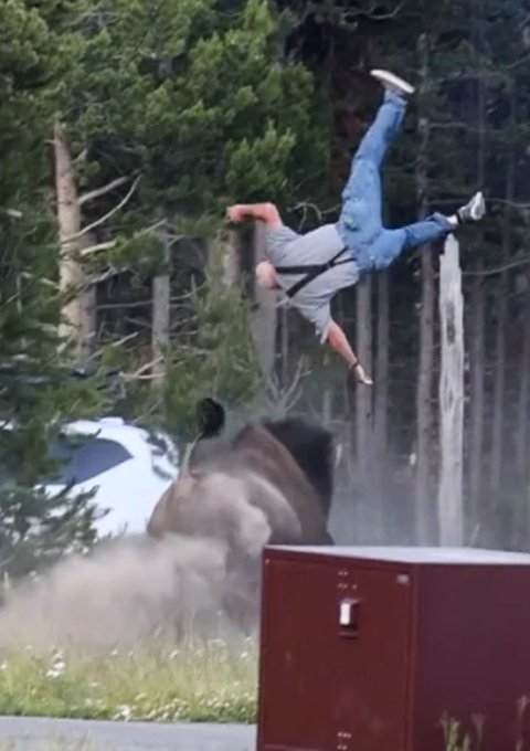 A person in jeans and a gray shirt is captured mid-air, appearing to be flipped upside down near a bison in an outdoor area.