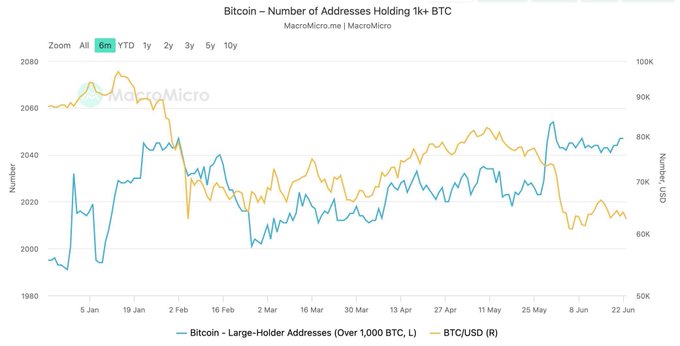 A line chart from MacroMicro.me tracks the number of Bitcoin addresses holding over 1,000 BTC (left axis) alongside BTC/USD price (right axis) over a six-month zoom (Jan–Jun), showing large-holder addresses climbing back near ~2,060 (top of range) even as BTC/USD pulled back into the low $60,000s—visually reinforcing the post's claim that whales are accumulating while broader market price action sells off.