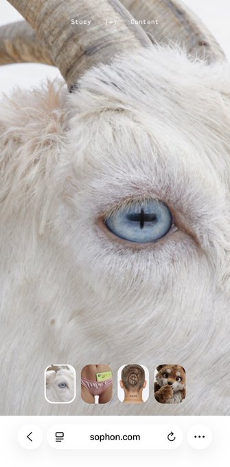 A close-up of a goat's striking blue eye fills the screen, with the navigation menu showing "Story" and "Content" at the top, while the bottom displays thumbnail images and the website "sophon.com" in the URL bar—visually tying into the post's message of perseverance and support for the Sophon project.