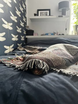 A cat rests on a dark bed next to a woven fringed tapestry and patterned pillow, fitting the post's promotion of physical rewards—including a woven tapestry—for Beaks NFT holders claiming by July 22.