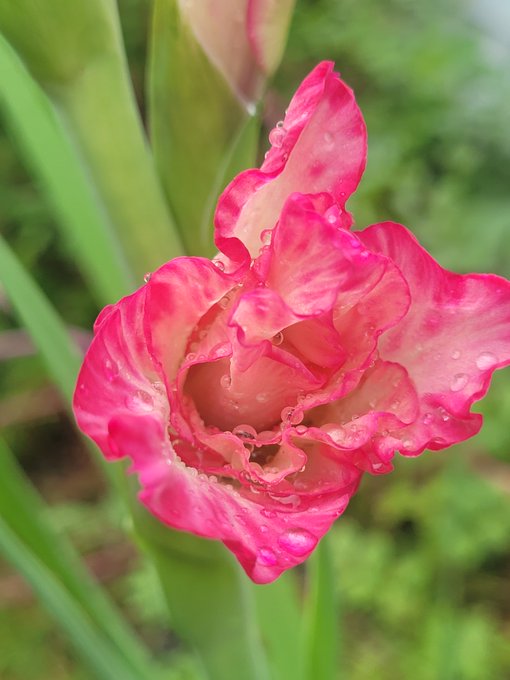 A close-up photograph of a vibrant pink flower with ruffled petals covered in water droplets, set against a green blurred background.