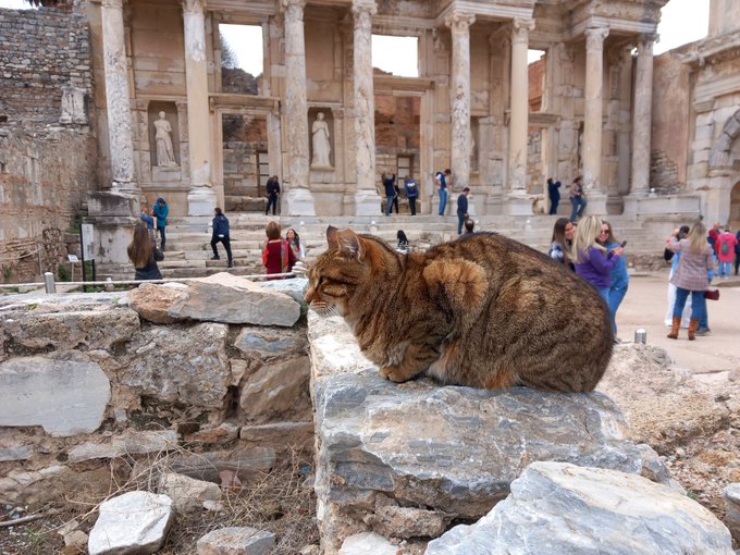 A brown tabby cat sleeps curled up on ancient stone ruins, with tourists exploring the classical columns and statues in the background.