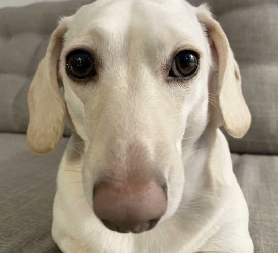 A cream-colored dachshund with big, soulful brown eyes stares directly at the camera against a gray couch backdrop. The dog's weary, pleading expression perfectly captures the feeling of facing another long work week ahead.