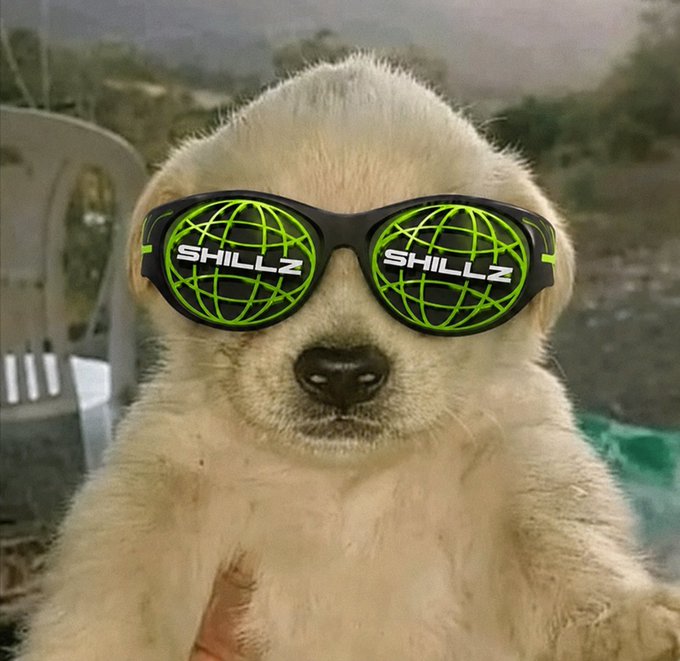 A close-up photo of a golden retriever puppy wearing large black sunglasses with bright green 'SHILLZ' logos and grid patterns on the lenses.