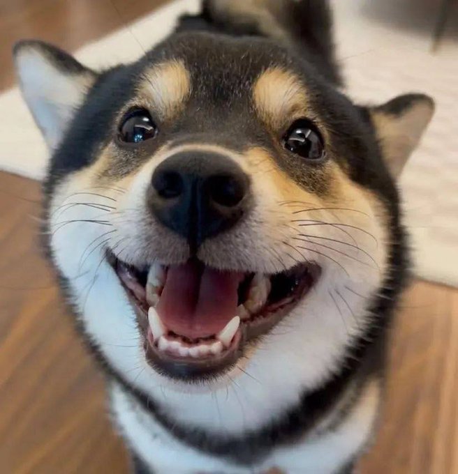A black and tan Shiba Inu dog smiles broadly with its tongue out and teeth showing, embodying the joyful spirit of the post celebrating "MANYU" the Shiba Black Dog of ETH chain on its one-year birthday. The dog's happy, wide-eyed expression perfectly reflects the warm sentiment shared about the team's community and their accomplishments.