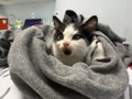 A small husky puppy peeks out from being wrapped snugly in a grey towel.
