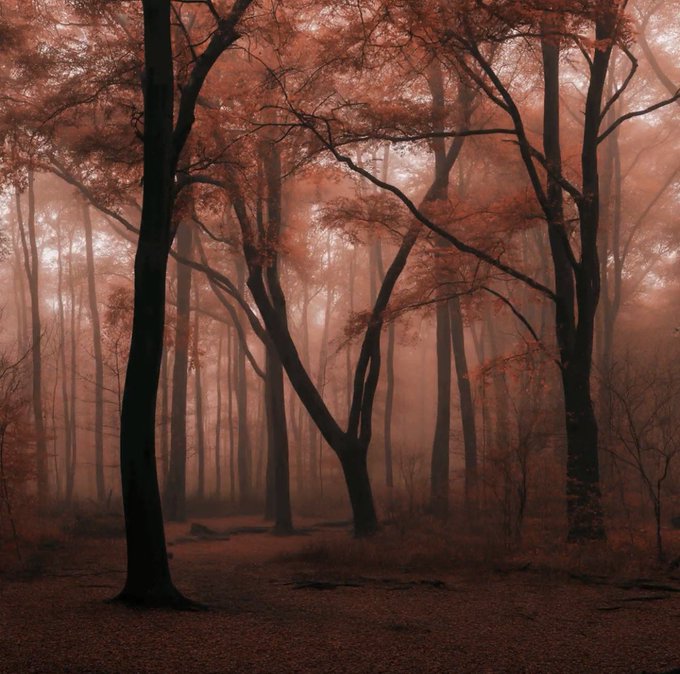 Atmospheric photograph of a foggy forest with reddish-orange autumn foliage and tall dark tree trunks.