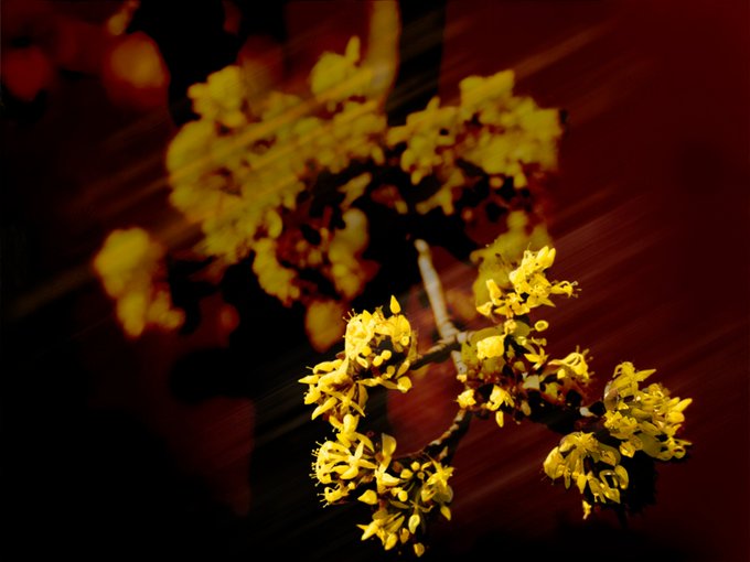 Close-up photograph of small yellow flowers with a deep red, shadowy background, creating a dramatic contrast.