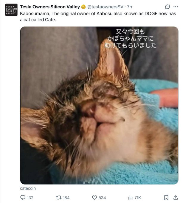 A tweet from Tesla Owners Silicon Valley (@teslaownersSV) states 'Kabusomama, The original owner of Kabosu also known as DOGE now has a cat called Cate,' featuring a photo of a wet kitten wrapped in a blue towel with Japanese text overlay.