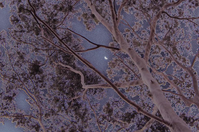 An upward view of snow-covered tree branches frames a small crescent moon visible against a starry night sky.