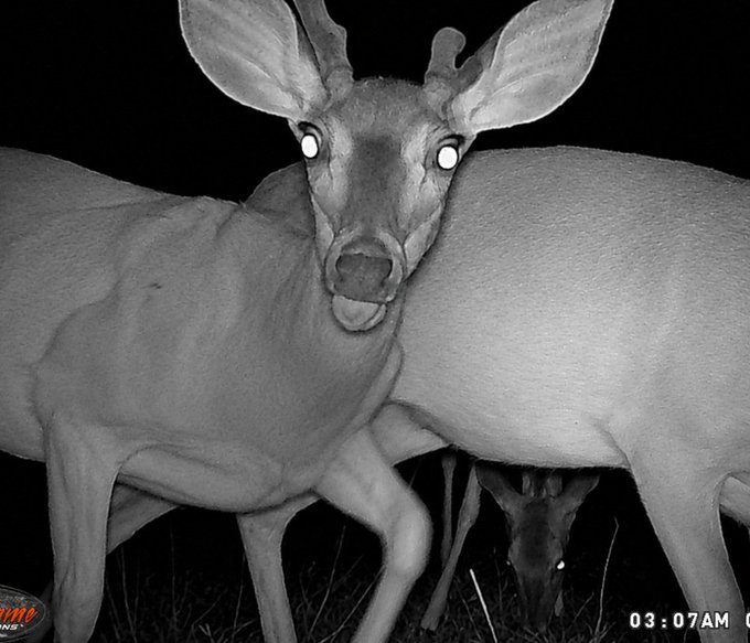 The image shows a deer with two antlers standing next to each other in a field at night. The deer has one eye open while looking directly into the camera, giving an impression of being aware of its surroundings. There are also two more deer visible in the background, but they are not as prominent due to their smaller size and the focus on the main subject with one eye open.