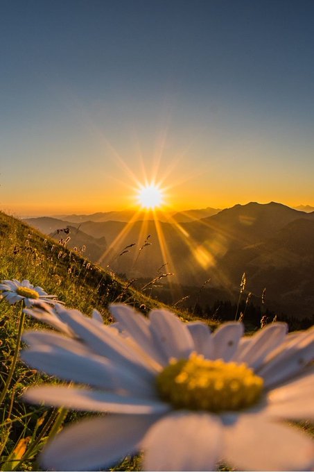 A scenic mountain landscape at sunset features the sun bursting over distant peaks, with a large white daisy flower in sharp focus in the foreground.