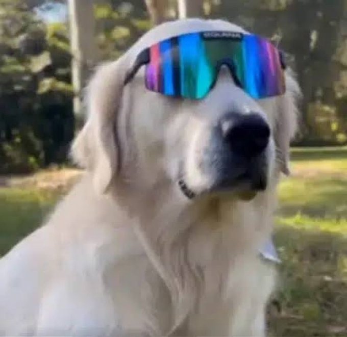 A white dog wearing iridescent rainbow-colored sunglasses outdoors, embodying the "$Mogdog" meme coin's branding of "the dog that mogs" with its confident, normie-friendly aesthetic aimed at reviving the animal meta on Solana.