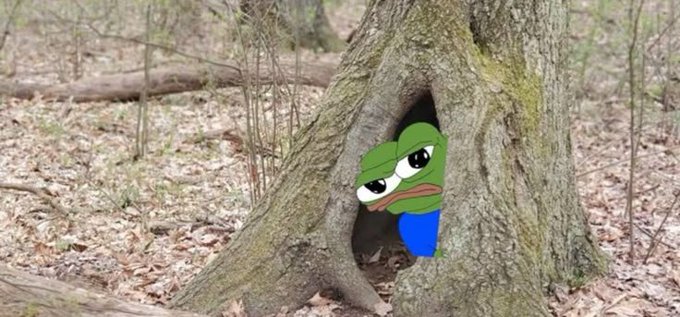 A sad Pepe the Frog meme character peeking out from a hollow opening at the base of a large tree in a forest.