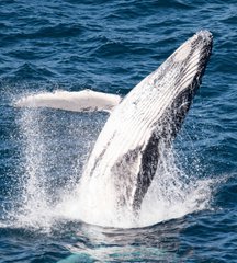 A photograph of a humpback whale breaching the surface of the ocean, its body partially out of the water amid a large splash.