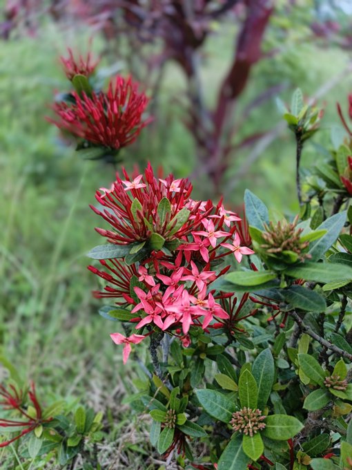 The image features a close-up view of red flowers with green leaves, possibly a type of pink flower or a similar coloration. The flowers are surrounded by lush green foliage, creating an overall sense of abundance and vitality. The background appears to be a garden setting, which further emphasizes the beauty of the flowers in their natural environment.