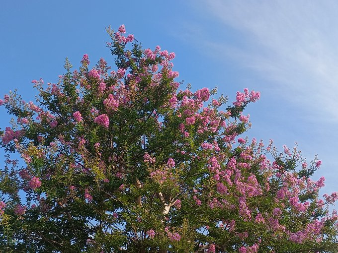 A photograph of a crepe myrtle tree in full bloom with pink flowers and green leaves set against a clear blue sky with wispy clouds.