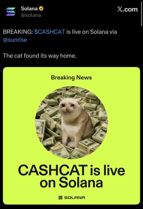 The image shows a Solana X post announcing "$CASHCAT is live on Solana via @sunrise" with the tagline "The cat found its way home," accompanied by a graphic of a cat sitting on stacks of money with the text "Breaking News: CASHCAT is live on Solana." This relates to the user's comment by showcasing exactly the kind of official Solana Foundation endorsement they wish was given to more memecoins, highlighting the unusual privilege of one cat-themed memecoin receiving prominent platform-level promotion.