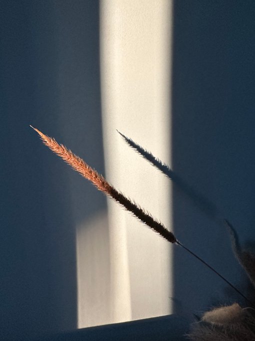 An artistic photograph showing a dried foxtail grass stem casting a sharp shadow across a sunbeam-striped blue wall.