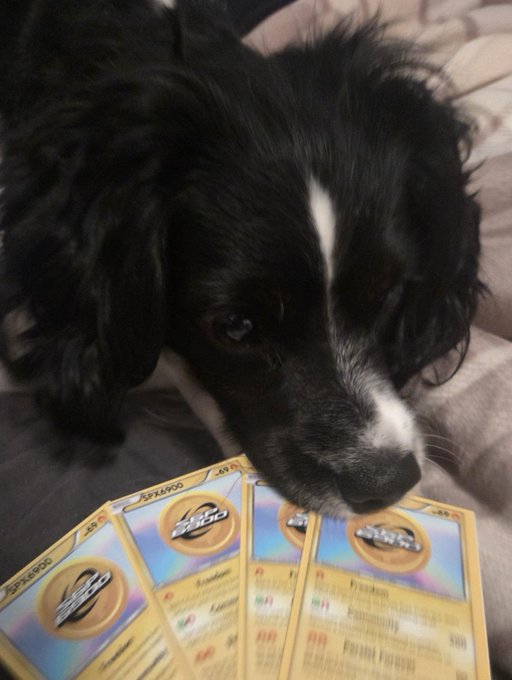 A close-up photo of a black and white fluffy dog resting its head near a fan of Japanese Pokémon trading cards on a grey surface.