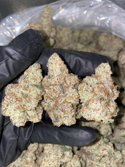 A black-gloved hand holding several cannabis buds above a larger pile of the product.
