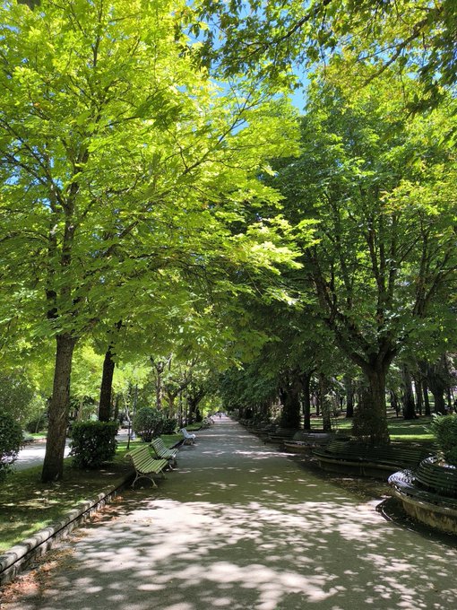 A tree-lined park pathway is shaded by lush green trees with dappled sunlight on the ground and empty wooden benches along the sides.