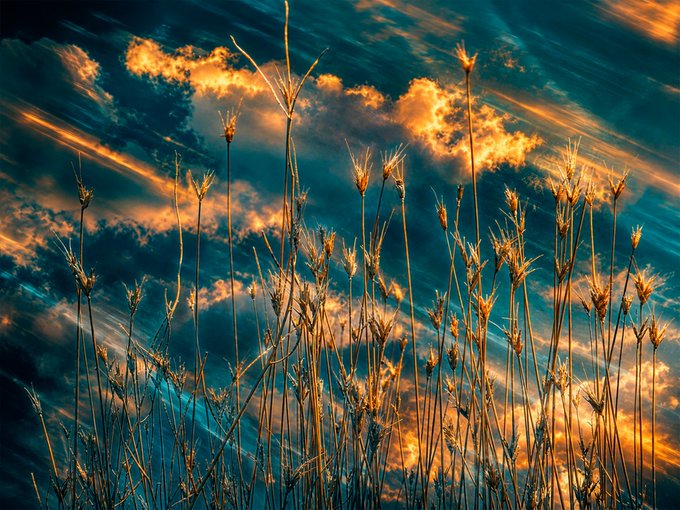 Dramatic sunset sky with golden-orange clouds streaking across deep blue, framed by silhouettes of tall dry grass stalks in the foreground.