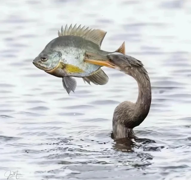 An Anhinga bird emerges from the water with a crappie fish speared on its long, pointed beak.