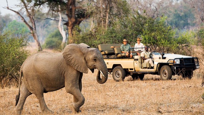 A baby elephant walks past a safari vehicle with tourists observing wildlife during what appears to be a guided game drive in an African savanna, capturing the essence of the continent's natural beauty that complements the Pan African Bitcoin Tour's celebration of Africa's wildlife, landscapes, and communities building a Bitcoin future.