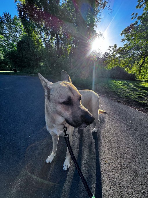 A tan dog with pointed ears stands on a paved path with eyes closed, facing the sun which creates a lens flare, with trees lining the path and a leash visible.