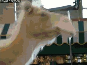 The image features a close-up of a camel's head, with its eyes open as if looking at something off-camera. The background includes a building and a pole, suggesting an urban setting or possibly a theme park. There are also some people in the scene, but they are not the main focus. The caption to the image reads "Gm! Can you guess what day it is? $EGLD". This implies that there might be a special event or attraction related to the camel's head photo on a specific date, such as a themed event or a promotional activity for a theme park or zoo.
