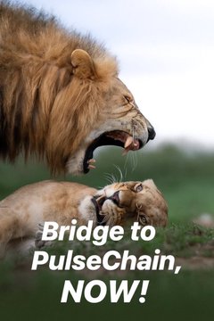 A lion and lioness in a dramatic close-up moment, with the text "Bridge to PulseChain, NOW!" displayed at the bottom.