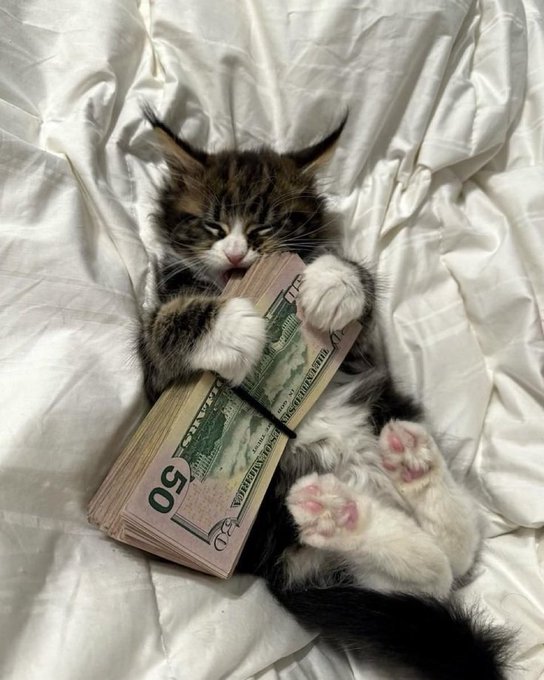 An adorable tabby and white kitten lies on its back on white bedding, cuddling a thick stack of $50 bills with its paws.