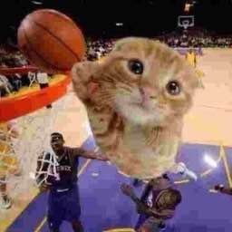 A kitten with a surprised expression superimposed over a basketball game scene where players are attempting a shot.
