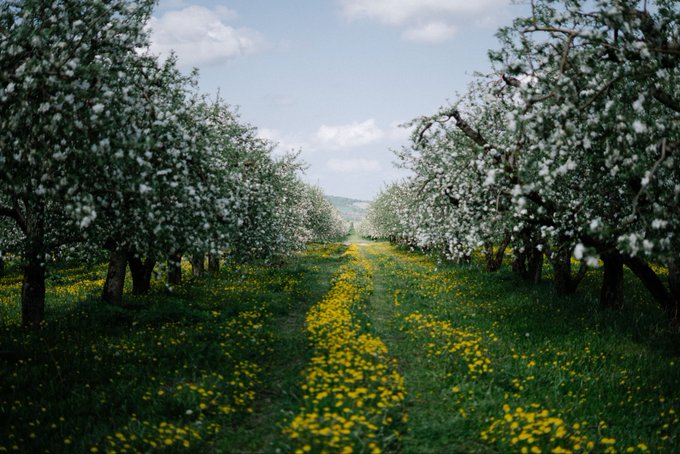 A picturesque view down a grassy path lined with blooming white fruit trees, with yellow wildflowers dotting the green meadow under a partly cloudy sky.