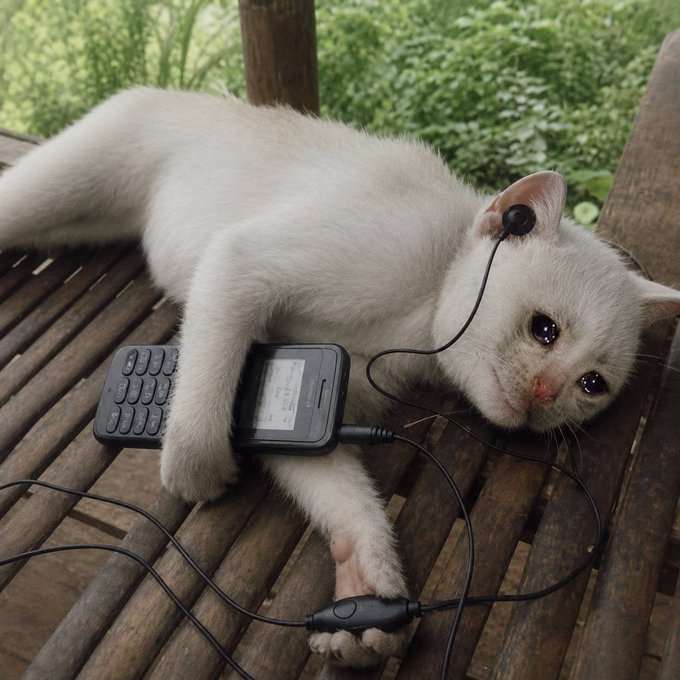 A white cat lies sprawled on a wooden slatted surface, an earbud dangling from its ear and resting against a smartphone and its tangled earphones. The scene humorously mirrors the "Solana meme coin traders watching Robinhood chain eating all the liquidity" — a lounging kitty casually draining attention while tangled wires snake through its paws like liquidity slipping away.