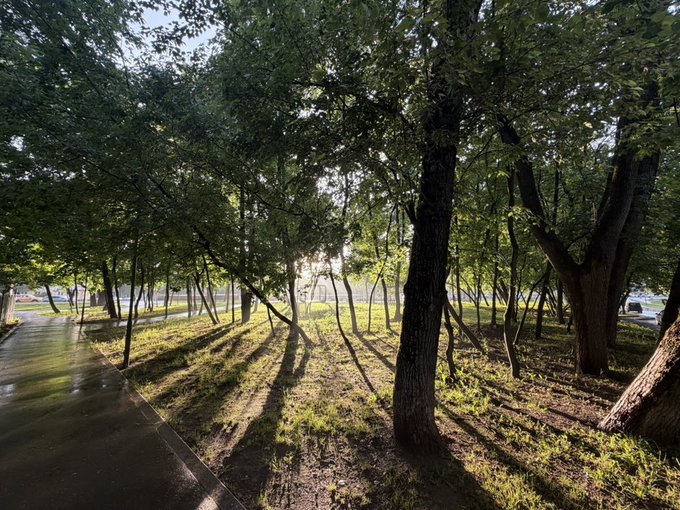 The image shows a park with trees casting long shadows on the ground. The sun shines through the leaves of the trees, creating a beautiful play of light and shadow. A person can be seen walking along a path near the center of the photo, adding a sense of movement and life to the scene. The post encourages people to go for walks in parks as it brings about positive emotions and helps them appreciate nature's beauty.