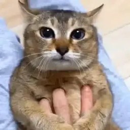 A close-up of a tabby cat sitting upright on a light blue towel, looking at the camera with large eyes while a person's hands are visible near its paws.