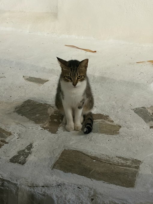 A tabby and white cat sits attentively on a weathered white stone step, embodying the poster's love for cats with its curious gaze and relaxed posture.