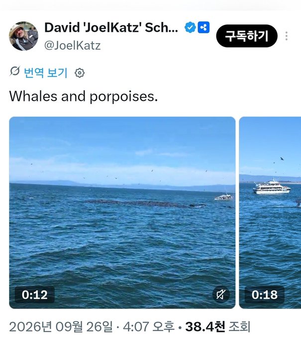 A tweet from David 'JoelKatz' Schwartz (@JoelKatz) shows two short video clips (0:12 and 0:18) of whales and porpoises in the ocean near a boat. The images tie to his post's playful reference to a "crypto bubble" and wanting a vacation, using the whales (a slang term for large cryptocurrency holders) as a visual pun.