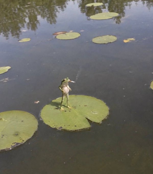 A small green frog stands upright on a lily pad in a dark pond, appearing to smoke a cigarette, surrounded by other lily pads floating on the water's surface.