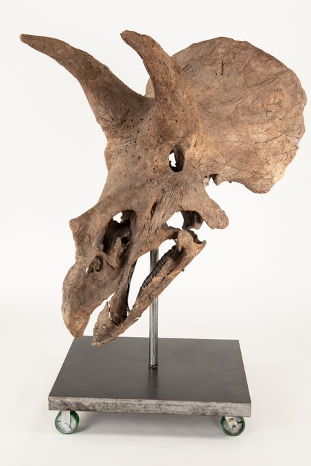 A massive Triceratops skull fossil is mounted on a wheeled black display stand, likely representing the $800,000 dinosaur asset referenced in the post. The specimen appears weathered with rich brown coloration, its three prominent horns and large frill clearly visible, symbolizing the high-value fossil being traded on the dFlow platform.